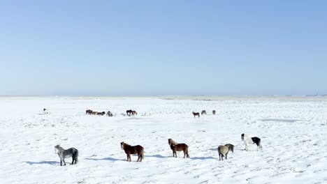 an exceptional drone records breathtaking cinematic footage as horses wander through the snowy terrain of iceland, resembling scenes straight out of a movie