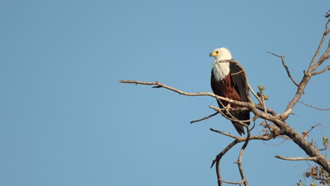 clip de ángulo bajo de un águila pescadora africana en un árbol contra un cielo azul claro en khwai, botswana