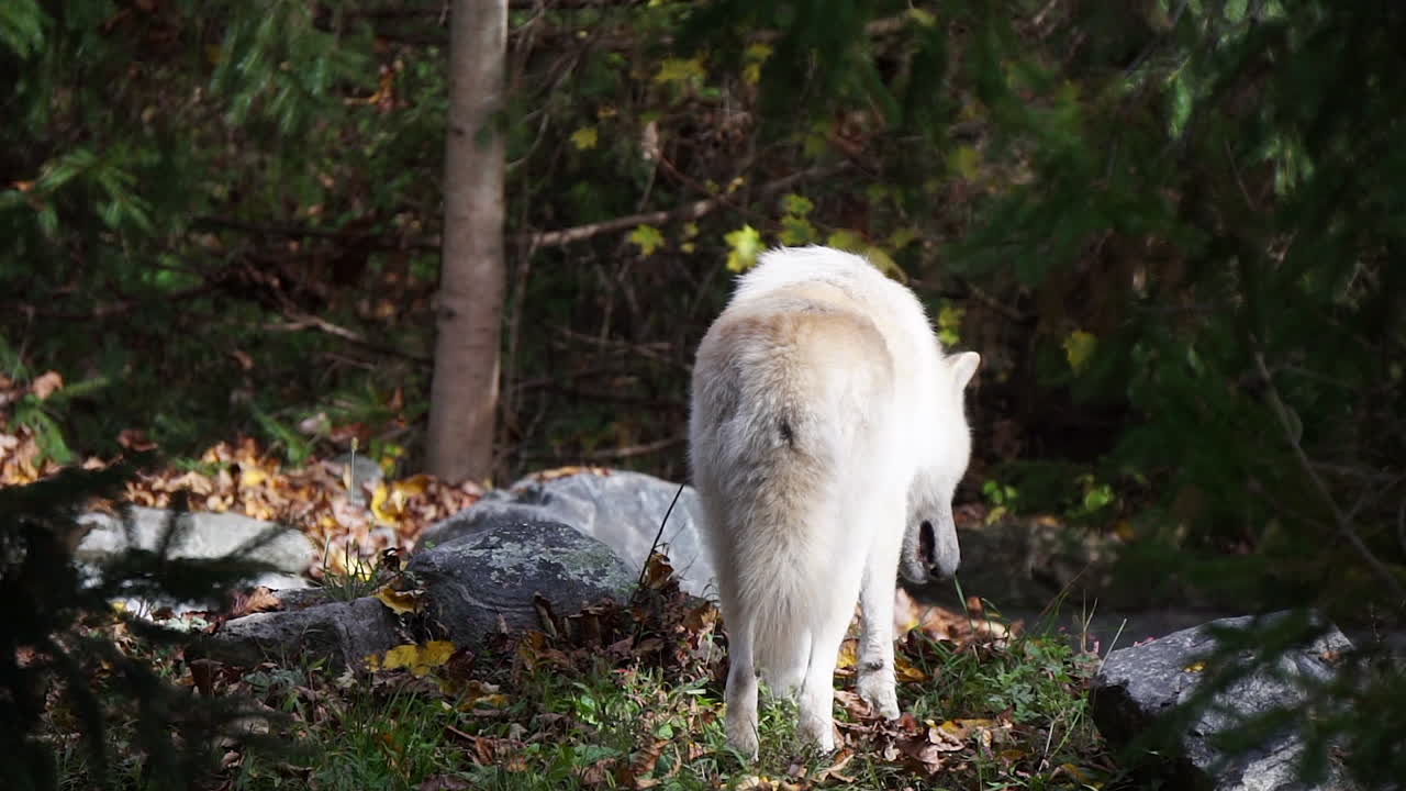 Southern Rocky Mountain Gray Wolf walks in wooded area amidst bounders, then climbs down behind hill