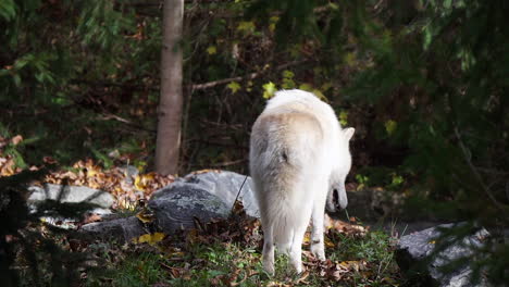 Southern-Rocky-Mountain-Gray-Wolf-walks-in-wooded-area-amidst-bounders,-then-climbs-down-behind-hill