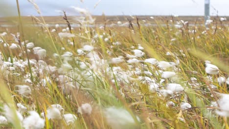 Windswept Tundra Meadow with Cotton Grass