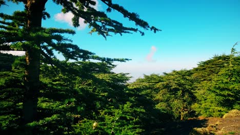 forest at the top of the mountain in sunny day with coniferous trees in blida algeria - slow motion