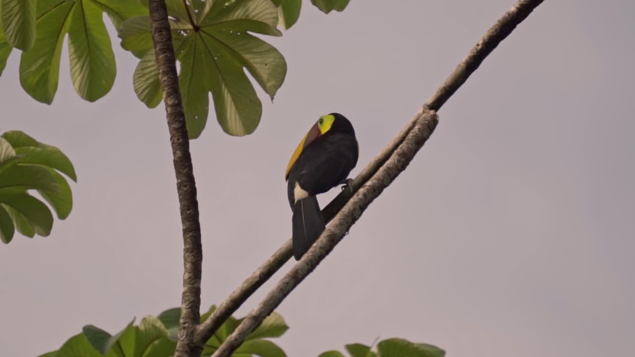 A vibrant collared aracari, a species of toucan native to Central America, rests gracefully among the lush tropical foliage of Uvita, Costa Rica