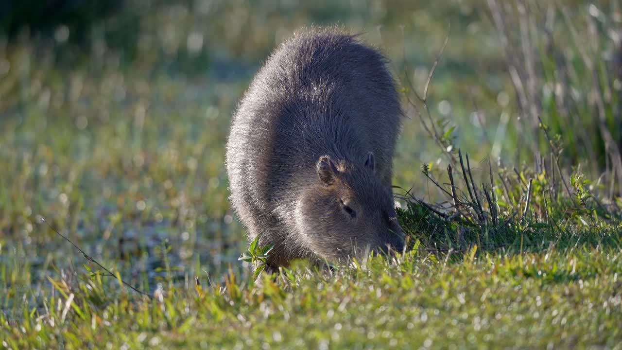 Static shot of a young capybara grazing on fresh grass along the edge of a wetland, in the Iberá Wetlands of northern Argentina