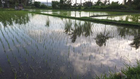 wet rice field flooded paddy soil water irrigation, bali indonesia coconut tree reflection, cloudy open sky, agriculture in indonesia, southeast asia