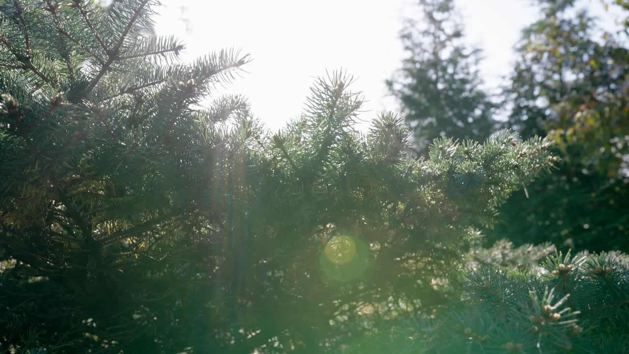 소나무  ⁇ 은  ⁇ 빛과 함께  ⁇