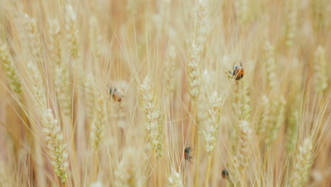 video macro del escarabajo del trigo