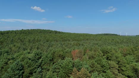 Aerial drone footage flying above Sherwood Forest dense deciduous pine woodland canopy on a sunny green summer day in Nottingham England UK