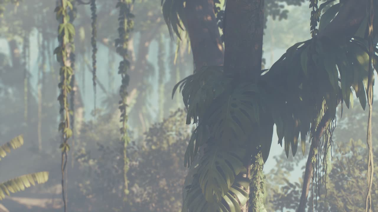 selva lluviosa brumosa en la niebla