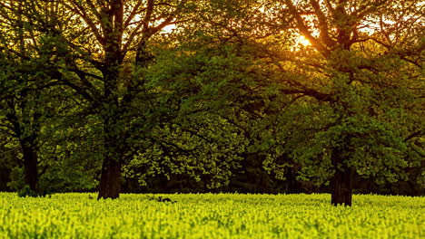 Sunset-through-spring-trees-into-yellow-bloomy-flower-field