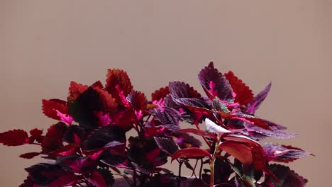 Shot-in-slow-motion,-Coleus-plants,-also-known-as-Mayana-and-the-painted-nettle-against-white-background