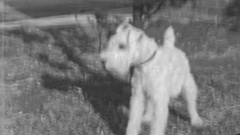 wire fox terrier bursts with playful energy