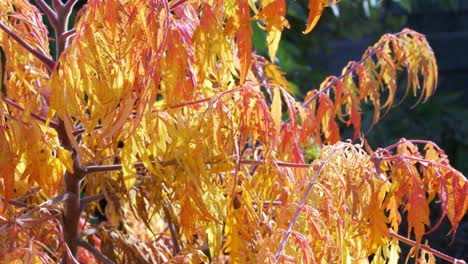 Orange-Acer-Japanischer-Ahorn-Weht-In-Der-Herbstsonne-Im-Wind-3