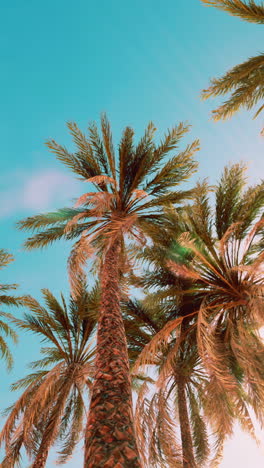 palmeras en un paraíso tropical