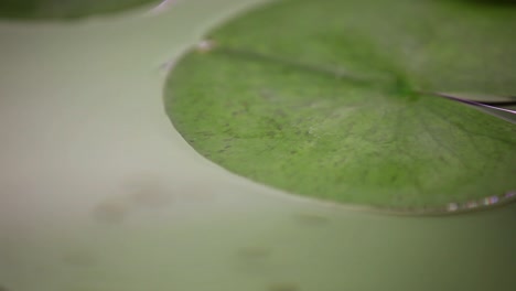 Aquarium-Lilly-Pad,-Das-Um-Orangefarbene-Fische-Schwimmt,-Die-In-Ihrem-Neuen-Tank-Schwimmen