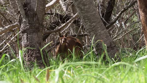 Canguro-Gris-Occidental.-Alerta-En-El-Bosque-De-Banksia