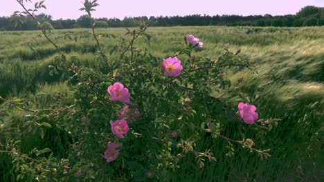 scenic countryside with pink wild roses, fox tail plants swaying in soothing breeze, against a bright pink sky