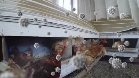 covid-19 cells against hens eating in coop