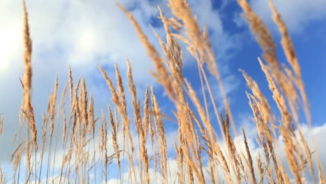 Grass-ears