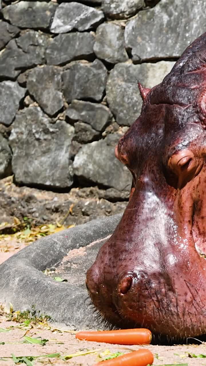 flusspferde, die karotten im chonburi-zoo kauen