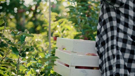 Detail-of-picking-organic-apples