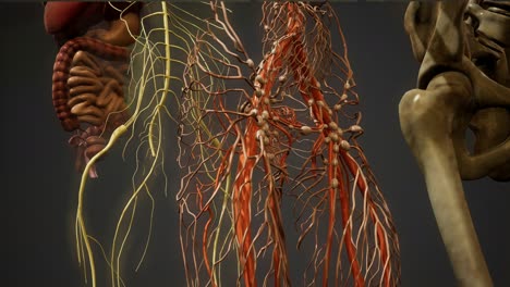 ilustración animada de la anatomía humana en 3d