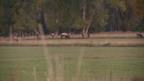 a herd of elk in a pasture