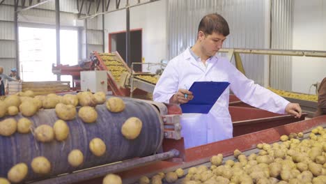 ingeniero agrícola inspeccionando y tamizando patatas que van en cinta transportadora.