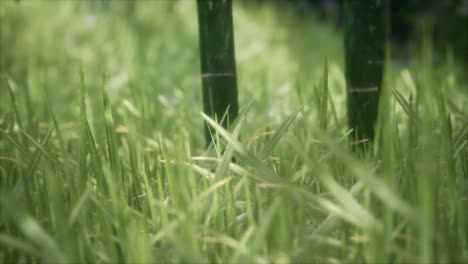 hierba verde fresca en el bosque