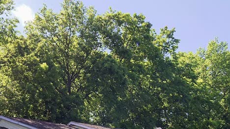 Pollination of dandelion spread during the spring season through the air floating everywhere caught in the wind under green trees and the blue sky