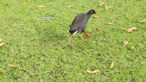 a dusky moorhen walking on grassy ground