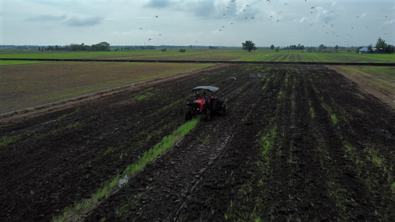 tractor trabajando en un campo de arroz verde con pájaros blancos volando alrededor de tiro de tirón aéreo