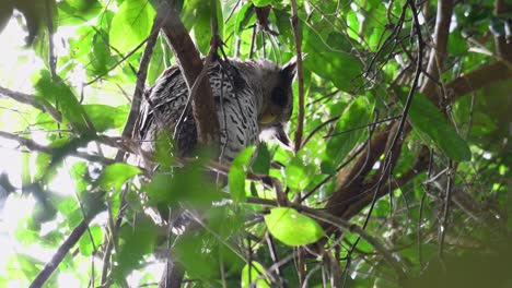 Búho-Real-De-Vientre-Manchado,-Bubo-Nipalensis,-Juvenil