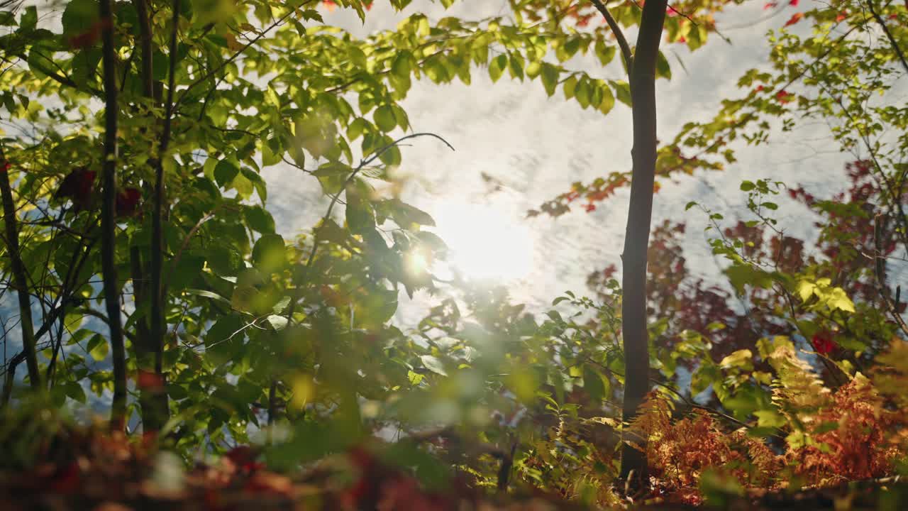 Sunlight illuminating colorful autumn trees and reflecting on a lake, North America, Quebec, Montreal, Canada.
