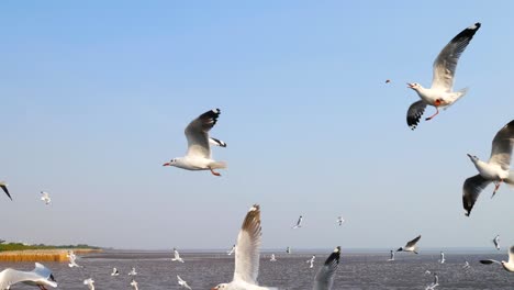 4k of man feeding the seagulls at bang pu samut prakan , thailand