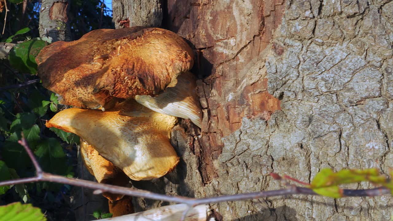 hongos en el bosque al atardecer