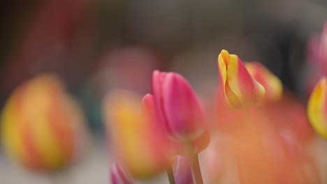 slowmo of tulips with people walking in the background, soft focus