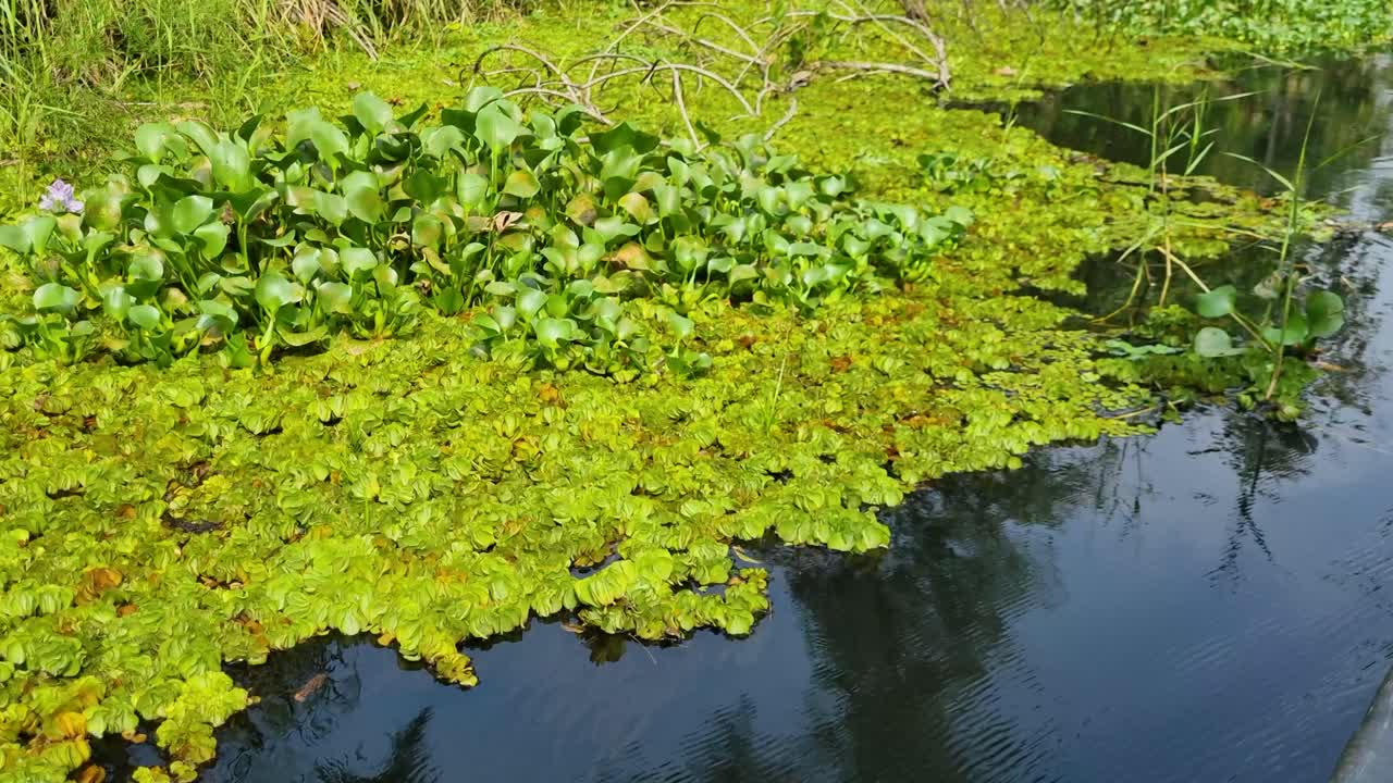 Close-up of various water plants in the lush backwaters near Kochi, India, filmed from a moving tourist boat, capturing the rich textures and calm beauty of the tropical wetland
