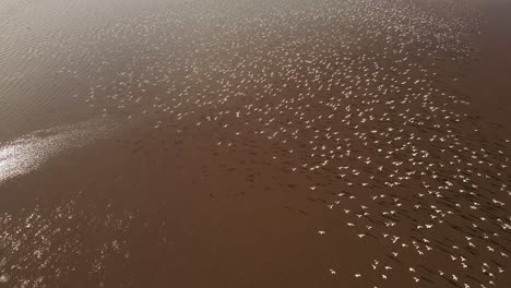 aerial shot showing flock of white birds flying together over sandbank of amazon river in sunlight