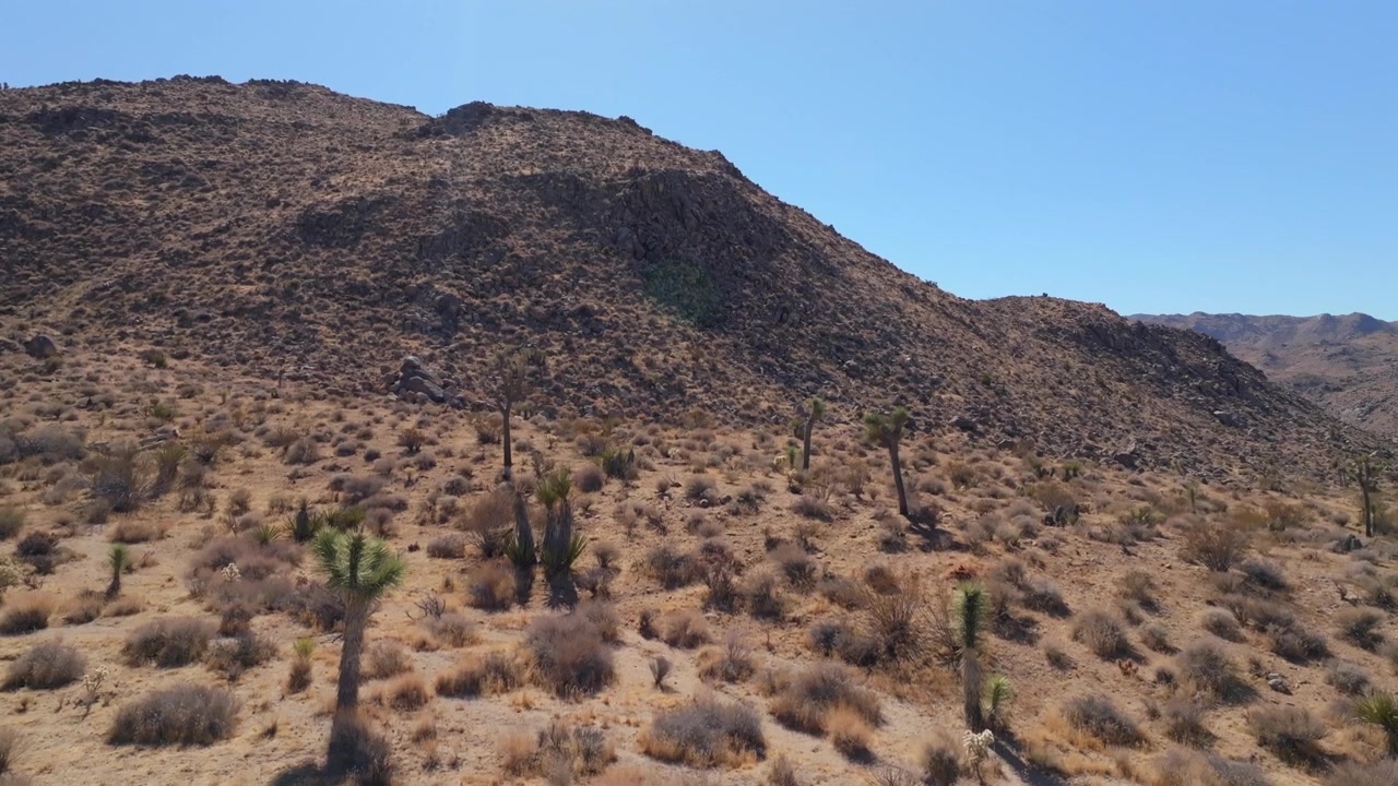 Parco Nazionale di Joshua Tree California drone aereo alberi di yucca deserto del Mojave e del Colorado Oasi delle Quarantanove Palme cielo blu mattutino autunno ottobre novembre formazione rocciosa frastagliata movimento verso l'alto