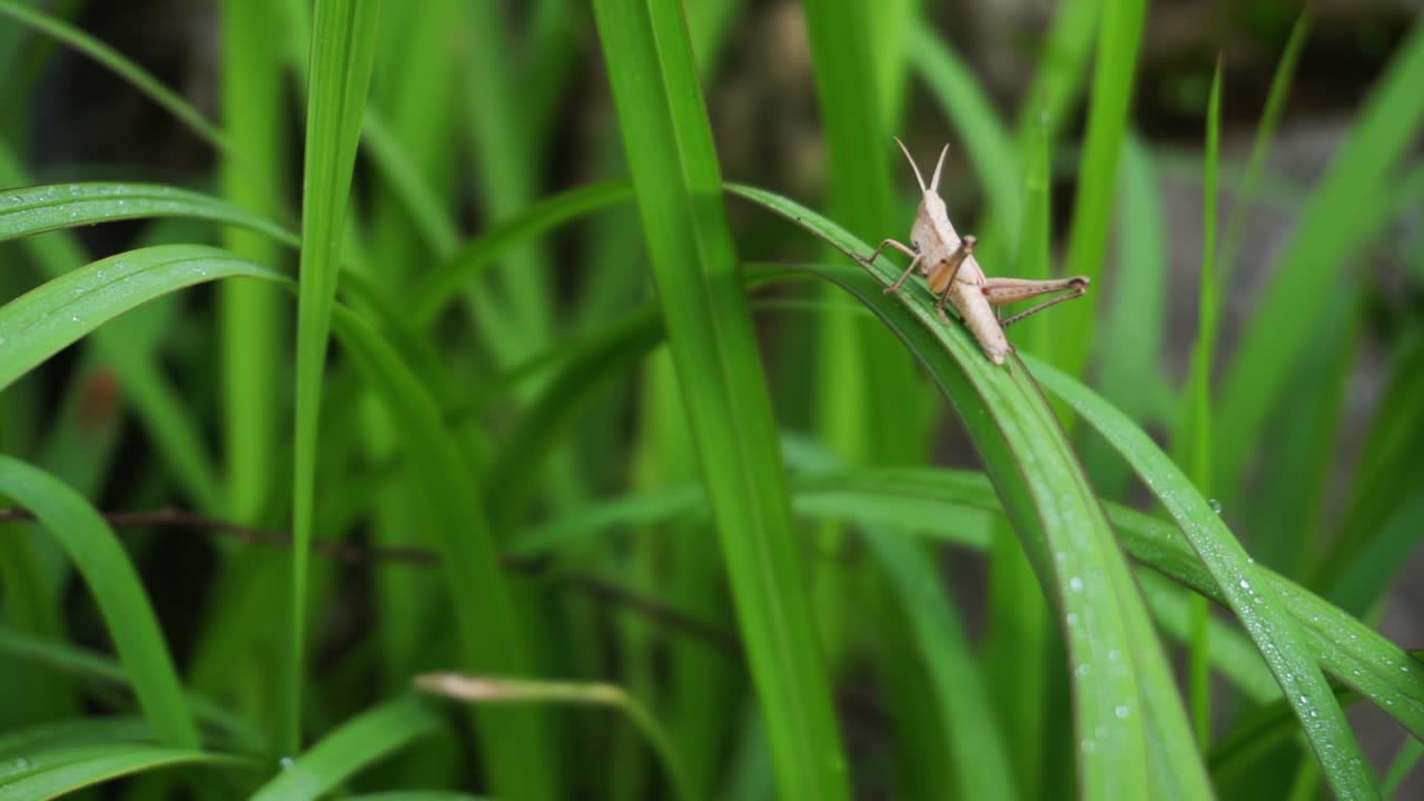 tiro macro de saltamontes salvajes marrones descansando sobre la planta de hierba verde en la naturaleza durante la luz del sol