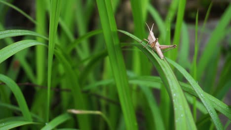 Tiro-Macro-De-Saltamontes-Salvajes-Marrones-Descansando-Sobre-La-Planta-De-Hierba-Verde-En-La-Naturaleza-Durante-La-Luz-Del-Sol