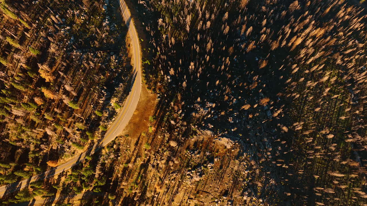 Aerial View of a Road Winding Through a Burnt Forest