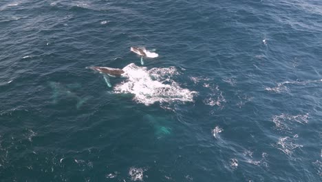 un grupo de ballenas aparece en la superficie del océano pacífico en la costa de sídney durante la temporada de migración y observación de ballenas.