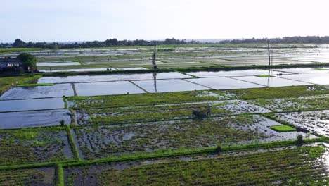 Agricultural-Farmer-Working-On-Rice-Field-With-Farming-Machine-In-Bali,-Indonesia