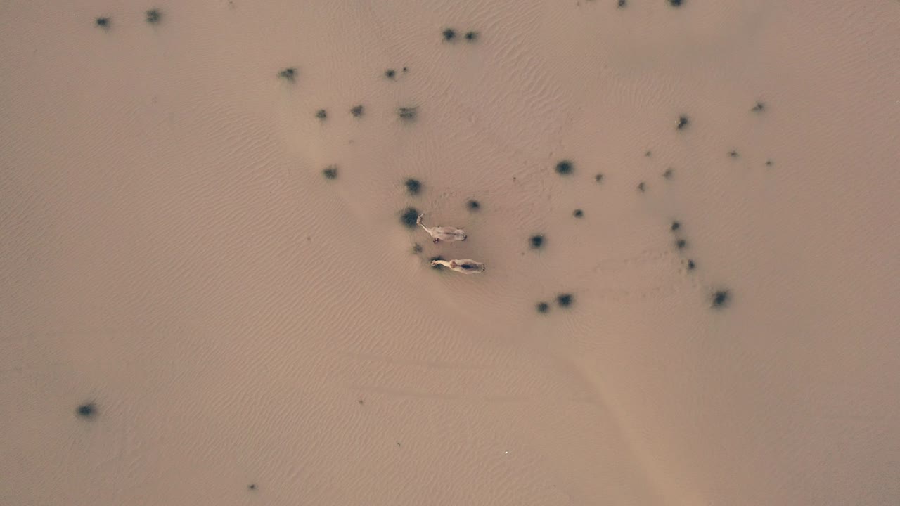 사막에서 낙타, 사막에서 야생동물, 고품질의 드론 영상