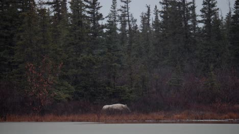 Slow-motion-snow-on-a-polar-bear-while-napping-amongst-the-sub-arctic-brush-and-trees-of-Churchill,-Manitoba