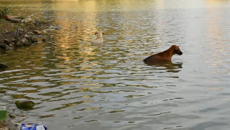 dogs swimming in a lake in the evening