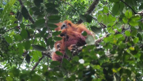 toma en cámara lenta de madre orangután salvaje y bebé sentado en un árbol en bukit lawang, sumatra, indonesia