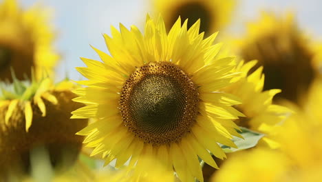 sunflower against a blue sky. close-up of sunflower field against a blue sky